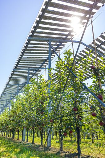 Vorschau Bild von Die erste Apfelernte unter den Agri-PV-Anlagen auf
dem Gelände des Öko-Solar-Biotop Pöchlarn bestätigt die hohen
Erwartungen an das Kombi-Konzept von Landwirtschaft und
Stromerzeugung im Einklang mit der Natur.