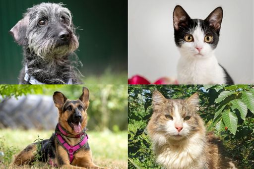  Mars Austria und Tierschutz Austria klären auf:
Hunde und Katzen jeden Alters und jeder Größe warten im
Tierschutzhaus Vösendorf auf die Adoption