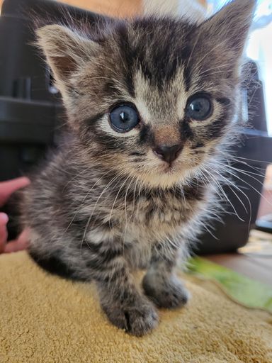 Katzenbaby Gucki fragt sich: "Wer hat meine Plattform gelöscht?
Wie soll ich jetzt ein Zuhause finden?"
