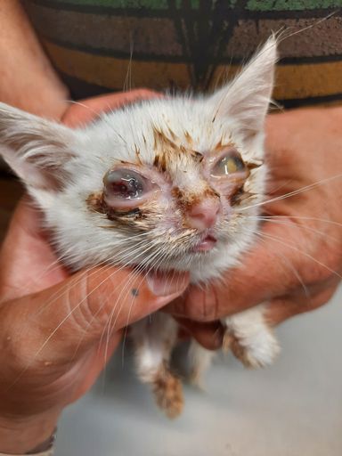 Katzenbabys mit zerstörten Augen nahe Tierschutzhof
gefunden