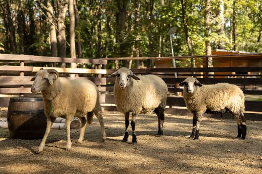 Vorschau Bild von Ein paar unsere Hof-Schafe auf dem Assisi-Hof