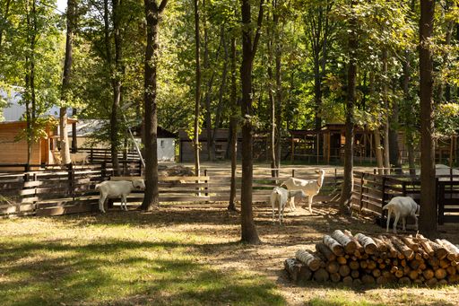 Vorschau Bild von Unsere Hofziegen geniessen den sonnigen Herbst