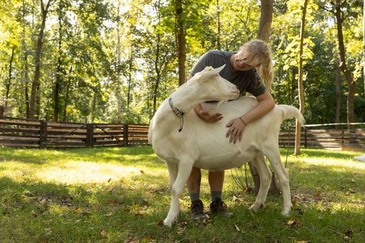 Vorschau Bild von Stefanie Lang und Ziege Joko auf dem Assisi-Hof des
Österreichischen Tierschutzvereins