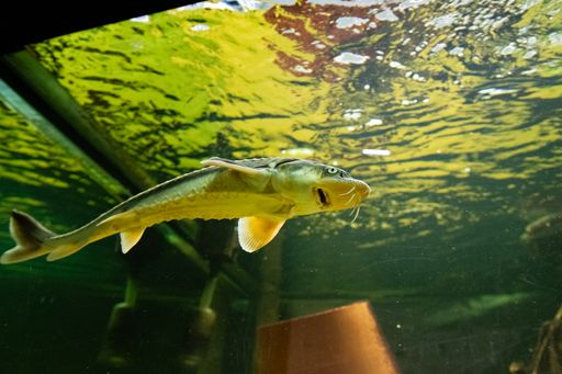 Freier Eintritt im UnterWasserReich samt
Spezialführung beim "Erfolgsfest"