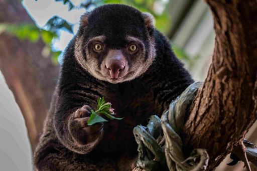 Diesen Bärenkuskus kann man im Tierpark Berlin kennenlernen. Das
Beuteltier ist mit dem Känguru verwandt und lebt in den tropischen
Regenwäldern Südostasiens. Die meiste Zeit schlafen oder ruhen die
Tiere auf einem Baum. Damit sparen sie Energie, denn sie bevorzugen
die nährstoffarmen Blätter. / Die Verwendung dieses Bildes für
redaktionelle Zwecke ist unter Beachtung aller mitgeteilten
Nutzungsbedingungen zulässig und dann auch honorarfrei.
Veröffentlichung ausschließlich mit Bildrechte-Hinweis.