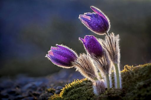 Vorschau Bild von Diese von Josef Hinterleitner in der Wachau
aufgenommenen Kuhschellen (Küchenschellen) wurden beim
Fotowettbewerb "Schönheit der Vielfalt" der Arche Guntrams zum
besten Pflanzenportrait gewählt.