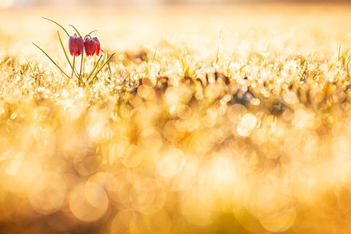 Vorschau Bild von Dieses Foto einer Schachbrettblume vom
österreichischen Naturfotografen Rupert Kogler wurde zum kreativsten
Foto des Bewerbs "Schönheit der Vielfalt" der Arche Guntrams gekürt.