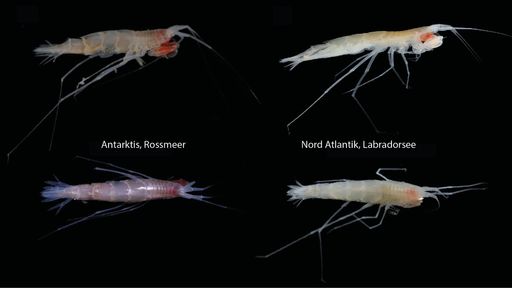 Fotos von Rhachotropis abyssalis im Vergleich: von
mehr als 3 km Tiefe aus dem Rossmeer und dem Nordatlantik lebend an
Bord aufgenommen