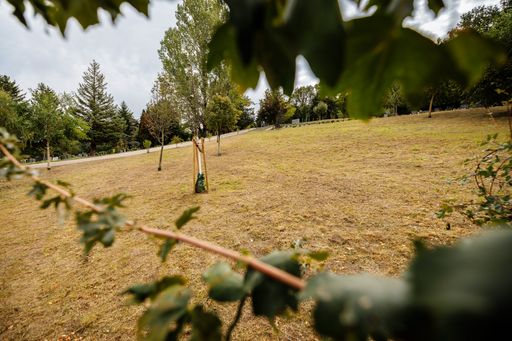 Vorschau Bild von Waldgräber/Baumgräber/Waldfriedhof Friedhof Neustift