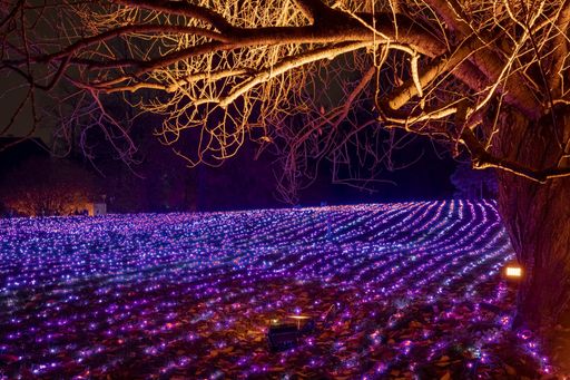  Nach fulminanten Erfolgen in Europa erstrahlt der
Christmas Garden erstmals in Österreich
