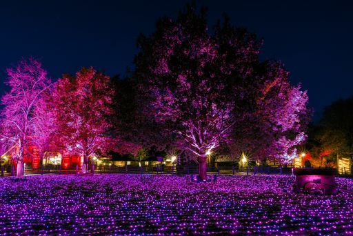 Vorschau Bild von Nach fulminanten Erfolgen in Europa erstrahlt der
Christmas Garden erstmals in Österreich