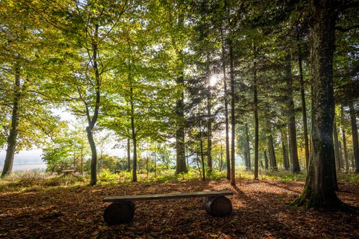  Ausblick auf die Andachstfläche am Tillysburger Waldfriedhof