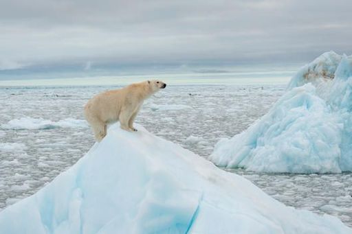Eisbär. Der WWF will die weltweite Naturzerstörung
stoppen und eine Zukunft gestalten, in der Mensch und Natur in
Einklang miteinander leben.
