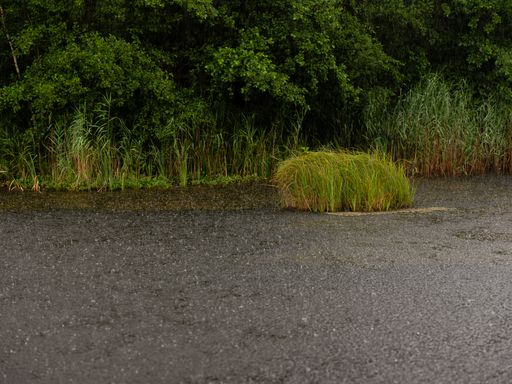 Vorschau Bild von Moore sind von entscheidender Bedeutung im Kampf
gegen den Klimawandel - sie speichern deutlich mehr CO2 als etwa
Wald.