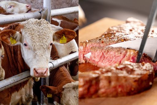 Vorschau Bild von Um zu jenem Stück Fleisch greifen zu können, das den
individuellen Ansprüchen der Konsumentinnen und Konsumenten in
Hinblick auf Nachhaltigkeit, Tierwohl und Co. gerecht wird, müssen
Herkunft und Haltung durchgängig verpflichtend gekennzeichnet
werden.