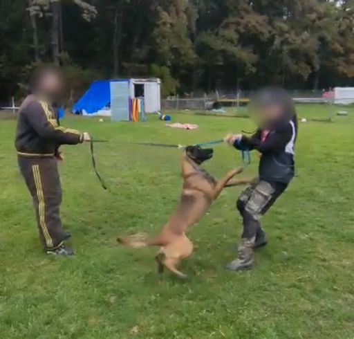 Screenshot aus Video von brutaler Tierquälerei auf
ÖKV-Hundeausbildungsplatz
