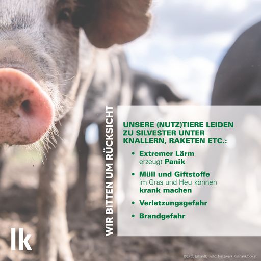 Vielfältige Gefahren für (Nutz-)Tiere durch
Feuerwerke