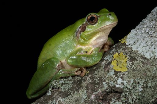 Hyla meridionalis, Mittelmeer-Laubfrosch
