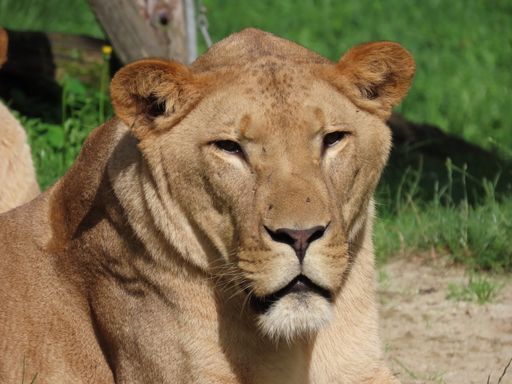  Löwe Spartacus im Außengehege der Tierwelt Herberstein