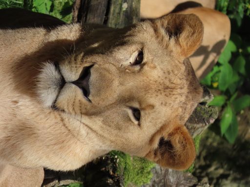 Vorschau Bild von Löwe Tiberius im Außengehege der Tierwelt Herberstein