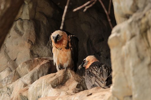  Symbolbild - Bartgeier Alpenzoo Innsbruck