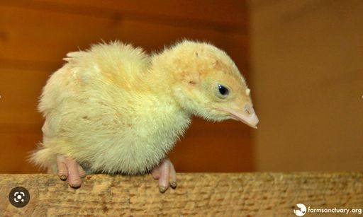 Vorschau Bild von Putenküken mit amputierten Zehen - eine auch in
Europa übliche Praxis, die in Österreich verboten ist