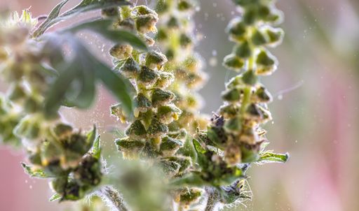 Vorschau Bild von Ragweed-Pollen sind ein häufiger Auslöser für
inhalative Allergiesymptome und werden vom MADx Allergietest ALEX²
abgedeckt.