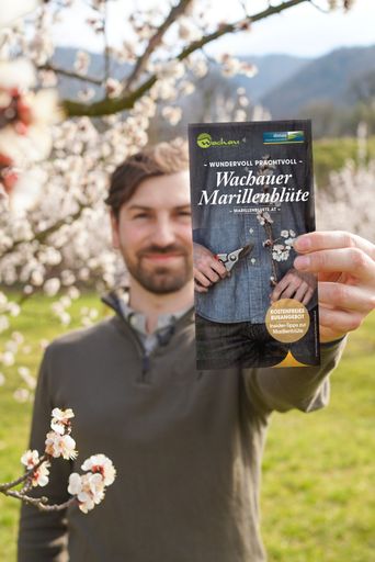 Der neue Folder "Wachauer Marillenblüte" bietet
nützliche Infos rund um die Marillenblüte in der Wachau.
