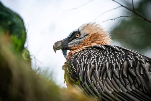 Mehrere Zoos des Verbands der Zoologischen Gärten sind für die
Wiederansiedlung der Bartgeier in den Alpen aktiv. Hier ein
Bartgeier aus dem Tiergarten Nürnberg. / Die Verwendung dieses
Bildes für redaktionelle Zwecke ist unter Beachtung aller
mitgeteilten Nutzungsbedingungen zulässig und dann auch honorarfrei.
Veröffentlichung ausschließlich mit Bildrechte-Hinweis.