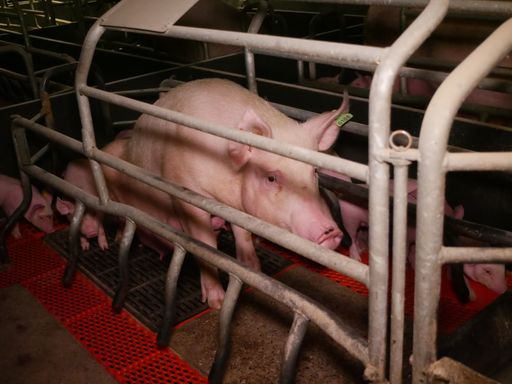  Zucht von Schweinemäster aufgedeckt