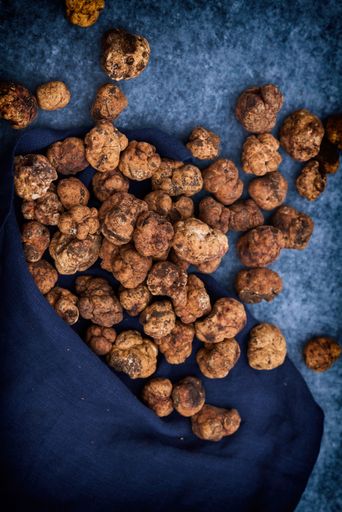 Vorschau Bild von Meteore, Tuber Borchii Vitt., Frühlingstrüffel