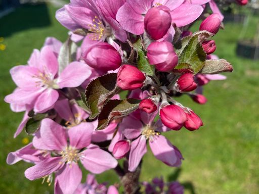 Vorschau Bild von Der schlanke Willi: die Gartenpflanze des Jahres
Eine richtige Besonderheit wurde dieses Jahr zur Gartenpflanze des
Jahres gewählt: der schlanke Willi, der Volltreffer unter den
Äpfeln. Dieser Säulenapfelbaum überzeugt durch besondere Blüten und
unvergleichliche Früchte.