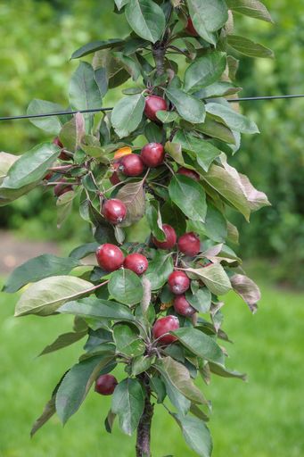 Der schlanke Willi: die Gartenpflanze des Jahres
Eine richtige Besonderheit wurde dieses Jahr zur Gartenpflanze des
Jahres gewählt: der schlanke Willi, der Volltreffer unter den
Äpfeln. Dieser Säulenapfelbaum überzeugt durch besondere Blüten und
unvergleichliche Früchte.