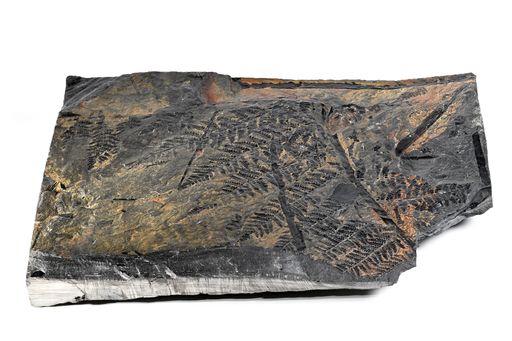  Fossile Blätter eines Farnsamers Nýřany,
Tschechische Republik 310 Millionen Jahre alt