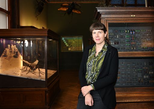 Dr. Dominique Zimmermann, Leiterin der
Hautflügler-Sammlung des Naturhistorischen Museums Wien