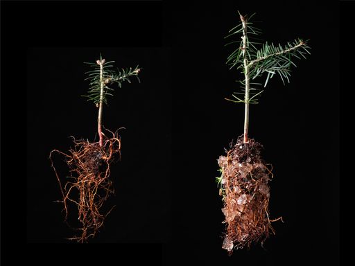 Vergleich Weißtannen (Abies alba) | Links ohne
POLYGRAIN, Rechts mit POLYGRAIN