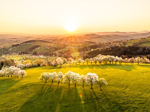 Das Naturschauspiel der Birnbaumblüte kleidet die
Moststraße alljährlich in ein weißes Blütenkleid.