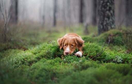 Vorschau Bild von Nova Scotia Duck Tolling Retriever lying on the grass in the
forest.