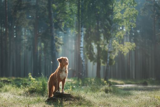  dog in a foggy forest. Walk with your pet. Nova Scotia Duck
Tolling Retriever in nature, toller