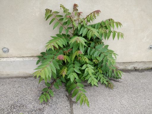  Mit Ailantex gibt es erstmals Hilfe gegen die
invasive Baumart Ailanthus