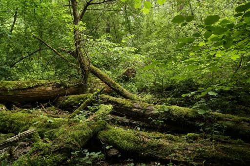 Vorschau Bild von Entlang der naturbelassenen Wege werden Eingriffe auf ein Minimum
beschränkt und so natürliche Prozesse für Besucher:innen erlebbar
