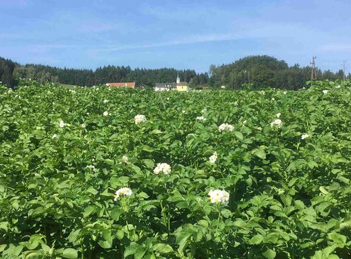 Vorschau Bild von Für den Kartoffelanbau produziert Österreich eigenes Saatgut