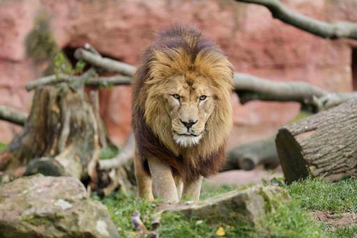  Berberlöwen leben heute nur noch in einigen wenigen Zoos, die
damit die letzten Berberlöwen auf dieser Erde beherbergen. Durch die
gemeinschaftliche Zucht der modernen Zoos des Verbands der
Zoologischen Gärten bleiben Berberlöwen erhalten. Diesen Löwen kann
man im Erlebnis-Zoo Hannover besuchen. / Weiterer Text über ots und
www.presseportal.de/nr/129318 / Die Verwendung dieses Bildes für
redaktionelle Zwecke ist unter Beachtung aller mitgeteilten
Nutzungsbedingungen zulässig und dann auch honorarfrei.
Veröffentlichung ausschließlich mit Bildrechte-Hinweis.