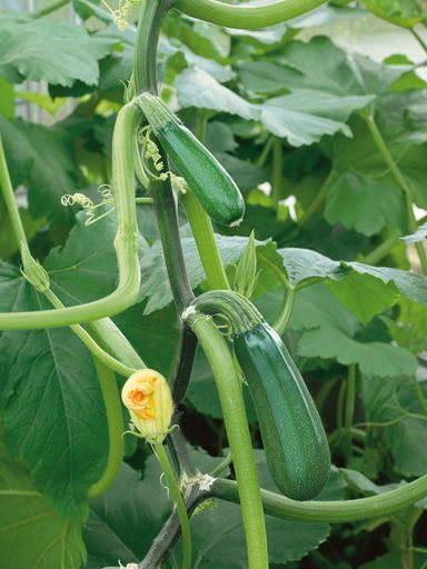 Vorschau Bild von Platzsparend präsentiert sich das Gemüse des Jahres
durch den vertikalen Wuchs.