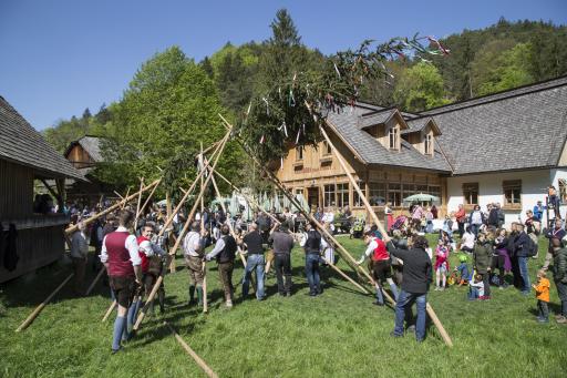 Vorschau Bild von Fleißige Helfer stellen den Maibaum auf