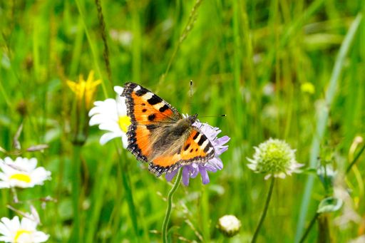 Vorschau Bild von Ein Kleiner Fuchs im Portrait.