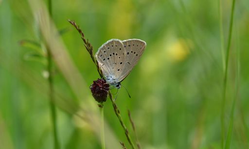 Vorschau Bild von Heller Wiesenknopf-Ameisenbläuling