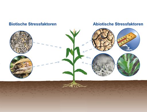  Abiotische Stressfaktoren beeinflussen den Ertrag
von Kulturpflanzen.