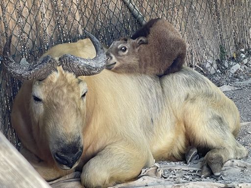 Vorschau Bild von Neugieriges Goldtakin-Mädchen macht es sich auf Papa's Rücken
gemütlich
