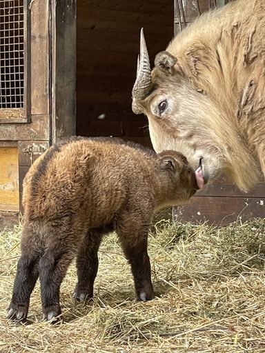  "Bonding" - Goldtakin-Mutter leckt ihr Jungtier
